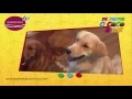 ver trabalho Cães Distraídos