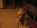 Me and Libby playing indoor fetch