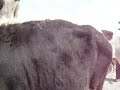 CHACRA CHACRA