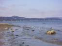 Beach and Herons.avi Beach and Herons.avi