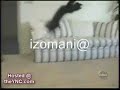 cılgın kediler - Hayvan Videoları