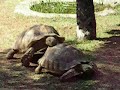 Tartarughe 2 Tartarughe 2
