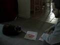 videos de Poker with the Googoobell.wmv
