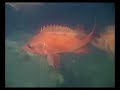 Redfish in the Stellwagen Bank Sanctuary