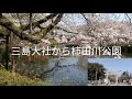 桜咲く三島大社から富士山からの地下水柿田川公園へ