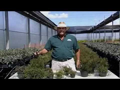how to care for rhipsalis
