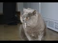 Lustiche Katzen und 2-3 andere Tiere