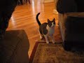 Ringo the Fetching Cat Ringo the Fetching Cat