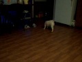 videos de 100 4500