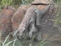 Giancass Reportage - Jurassic Park (Universal City) Giancass Reportage - Jurassic Park (Universal City)