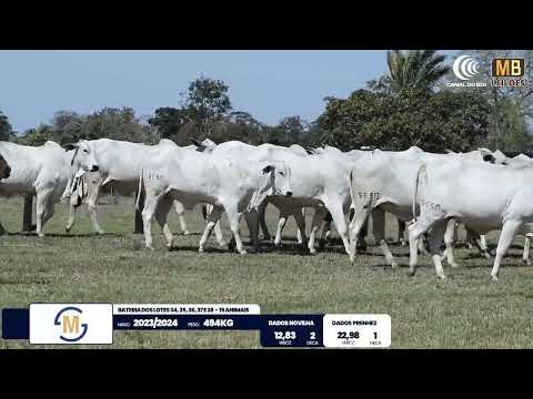 2� DE OLHO NA FAZENDA NELORE SESMARIAS