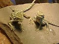 Baby Beardies waving
