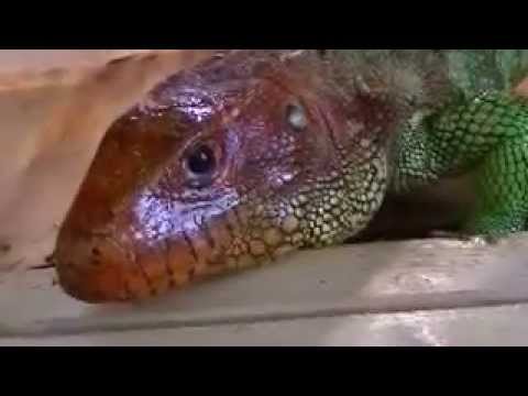 how to take care of lizard eggs