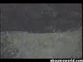 [Video]