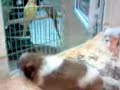 Video sample with Nokia 5310
