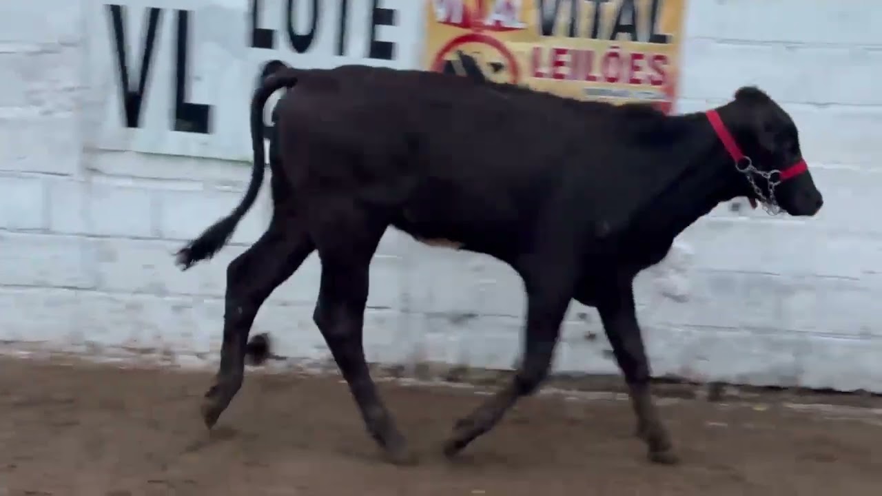 LOTE 51 - 01 GARROTA 1/2 SANGUE; BR:55 VM;  V-6
