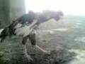 videos de dance algerienne