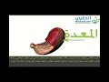 تشريح الجهاز الهضمي - الجزء الثاني