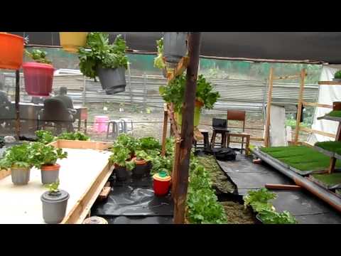 how to fertilize hydroponic tomatoes