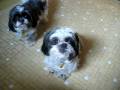 videos de Shih tzu howl