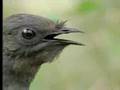 Attenborough - Lyre Bird