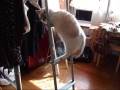 ぽんぽんゴム泥棒～猫(=^・^=)　A ponpon rubber thief cat　^^;