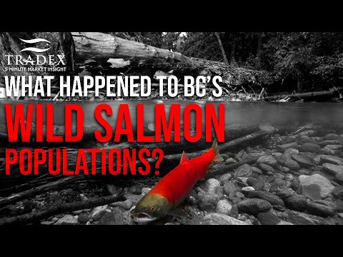 3MMI - What Happened to Wild Salmon Populations in BC?