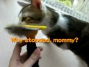 See video