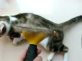My cat Sai Mil fell in love with the FURminator deShedding Tool the first time I groomed her with it. See www.helptheabandoned.com for more photos and videos ! Thank you for watching ^^