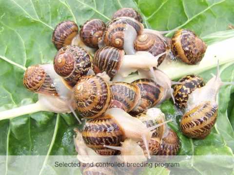 how to grow escargot