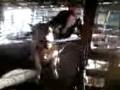 videos de Tyler rides a beef heifer.