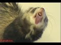 Ferret Screen Cleaner