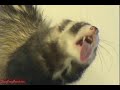 Ferret Screen Cleaner