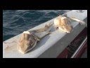 Shark finning New Zealand