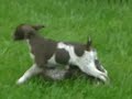 8 week old German Shorthaired Pointer puppies playing with t 8 week old German Shorthaired Pointer puppies playing with t