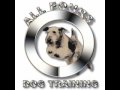 Chicago Dog Agility... View Video