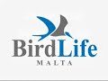 BirdLife Malta's volunteers' car vandalised