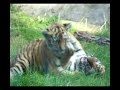 Playing Tigercubs