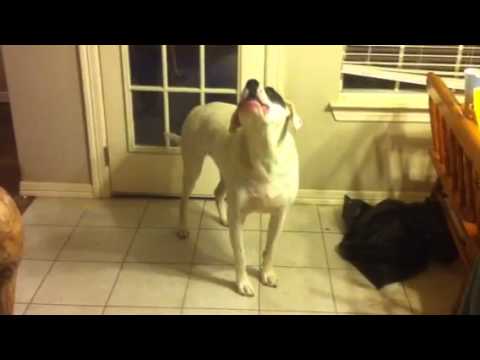dogo argentino