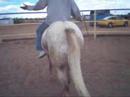 JKB Peanut Bar Bridleless