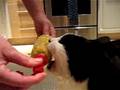 Figaro the Cat Eats Corn on the Cob