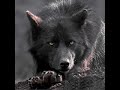 my wolf icon