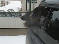 Big Game Hunting Pointers