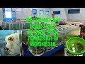 Potensi Ikan Hias Air Laut Di Indonesia