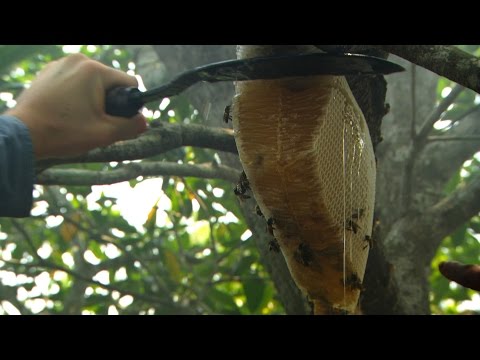 Dan Snow collects honey - Seven Wonders of the Commonwealth%3A Preview - BBC One