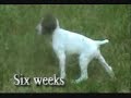 German Shorthaired Pointer Puppies 6 Weeks Old