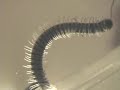 Matt McGinn - The Wee Kircudbright Centipede
