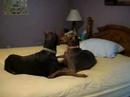 dobermans bella and maverick talking