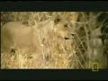 ASLAN VE F?L 2.B�L�M (BELGESEL)