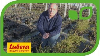 Die Heidelbeerzüchtung bei Lubera®